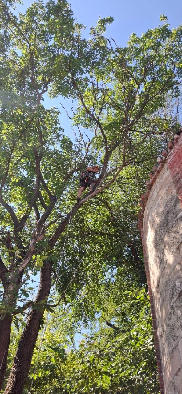 Alpinist utilitar execută toaletarea unui copac lângă clădire