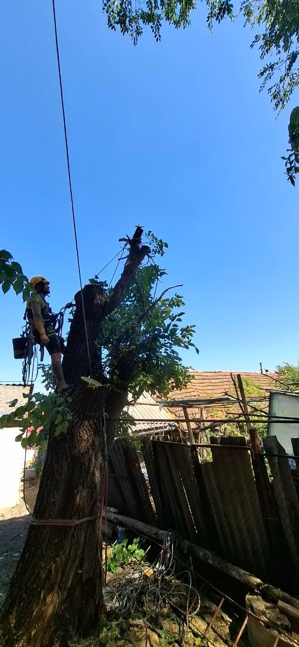 Tăierea controlată a unui copac prin alpinism utilitar